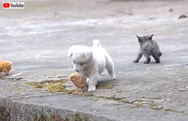 puppynchicks5_640