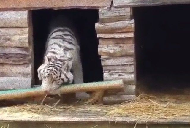 tigerwasadog1_e