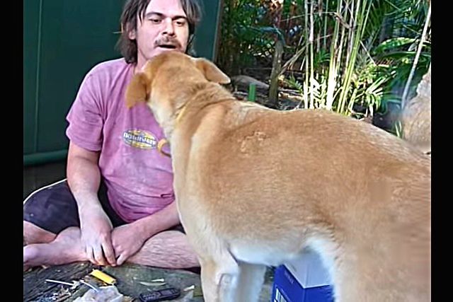 dingo4