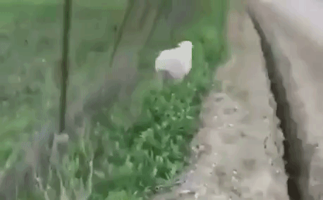 sheep