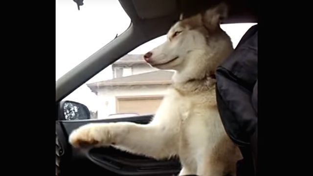 drivingdog2