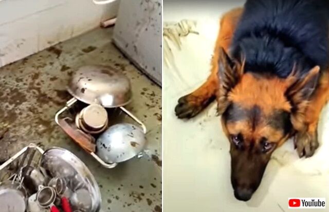 今週のベストペットたち～雪の舞う季節もやらかすぜ！ヤンチャで愉快な動物たちに元気をもらおう（トカゲ出演中）
