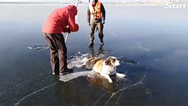 dogrescuedfromlake4_e
