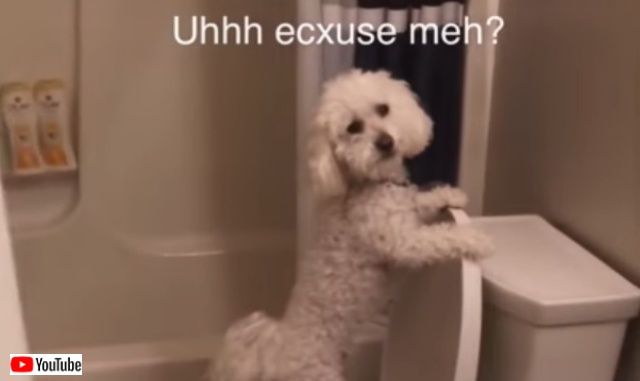 mydog0_batch