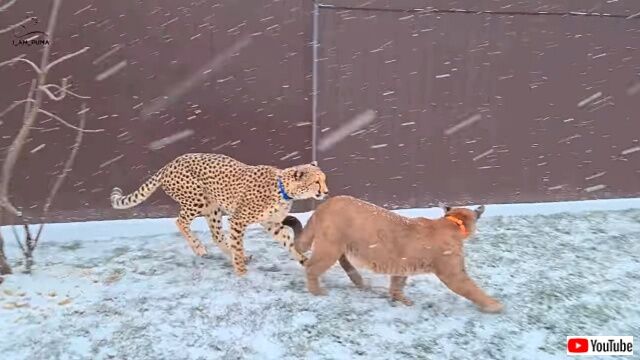 snowpuma3_640