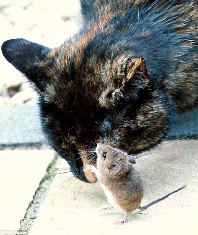 cat_and_hamster_friends_e