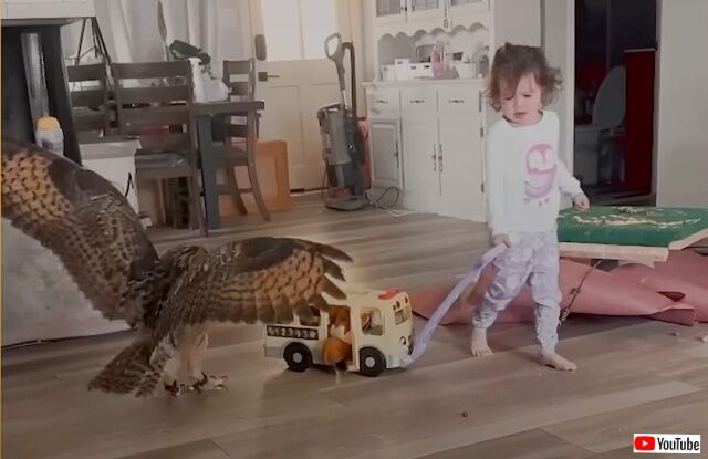 どこにだって一緒に行くよ！だって家族なんだもの！いたずらっ子フクロウとの生活に密着してみた