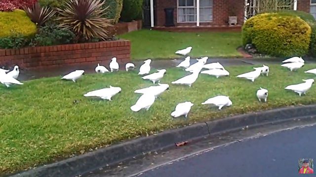 whitecockatoos3