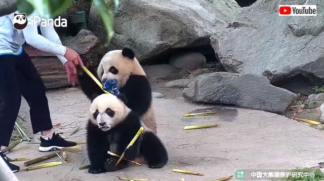pandajealous4_640