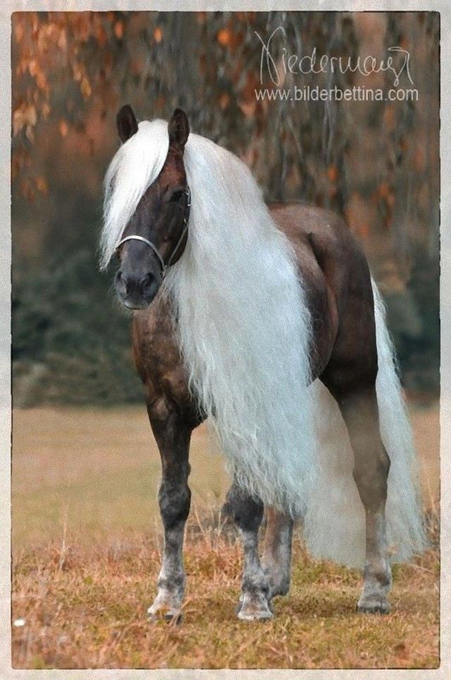 horse13_e