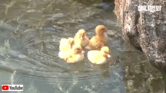 swimmingducklings1_640