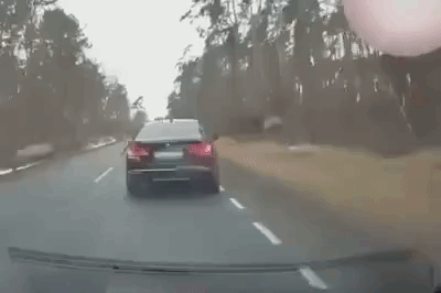 deercolliding