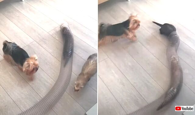 yorkienferrets2_640