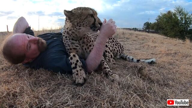 callingcheetah2_640
