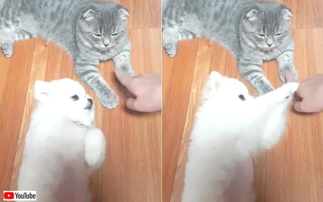bestpets_20190804_2_640