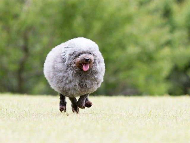round-animals19_e