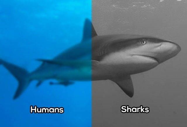 whatanimalsees4