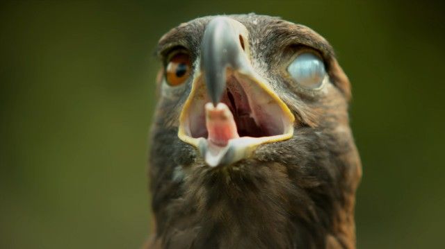 slowmobirds11_e