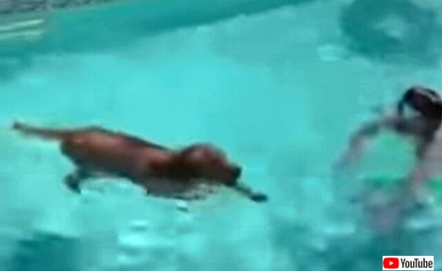 howtoswim2_640