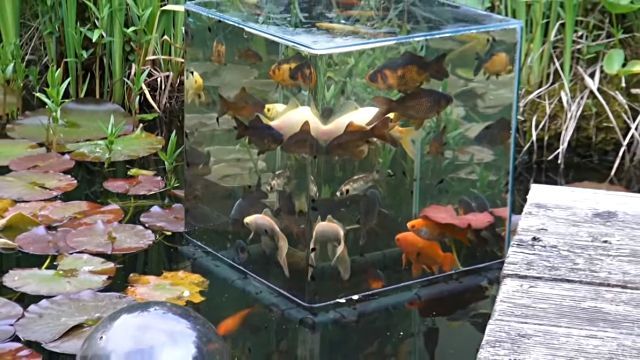 fishtower7