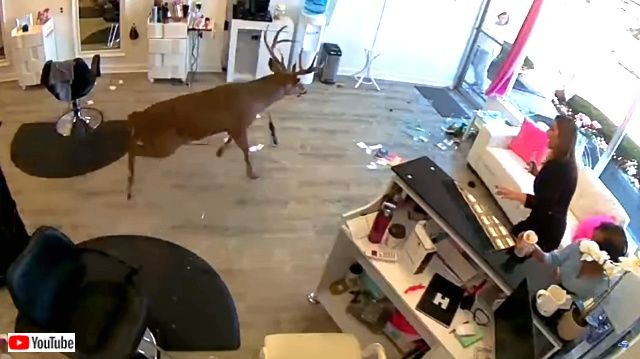 deerjumpsinto0_640