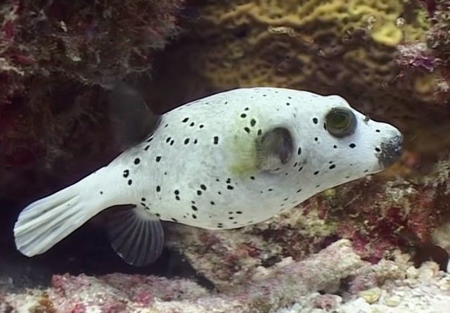 pufferfish1_e