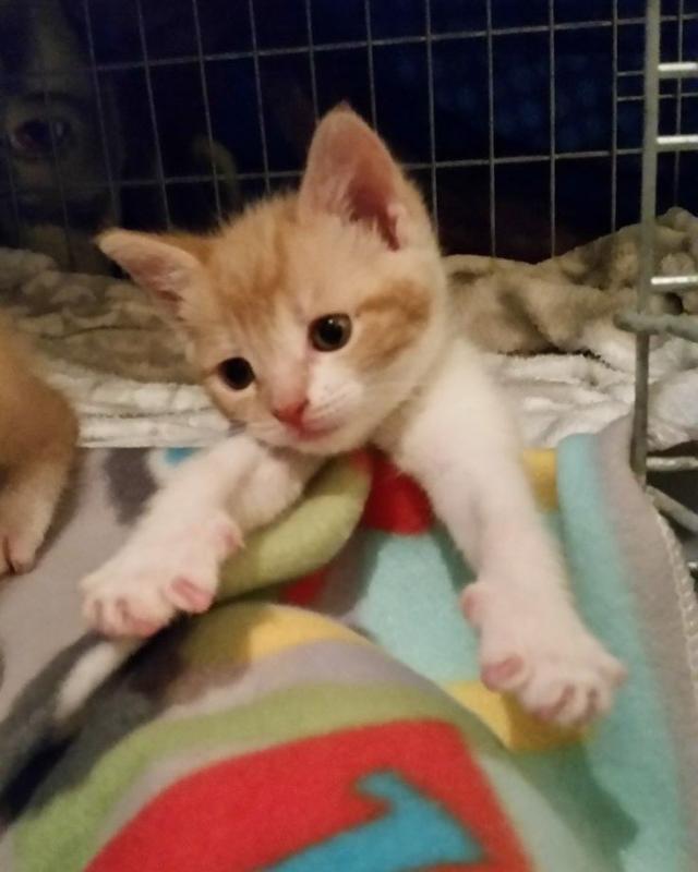 net]
