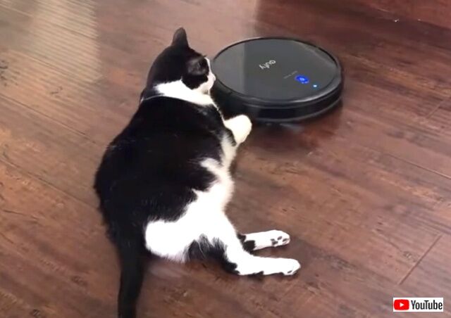 robotvacuumencat2_640
