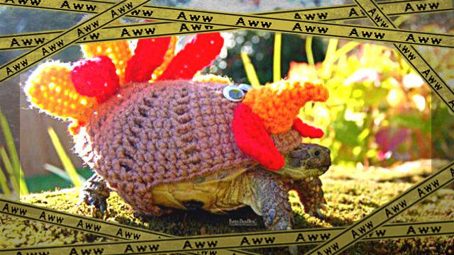 sweater-tortoise-turkey_a_e-frame