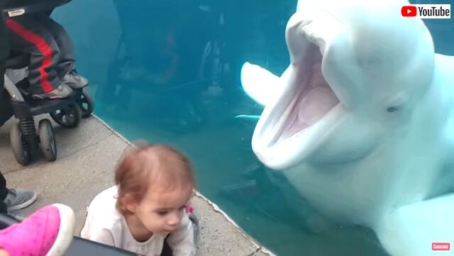 真似っこされたり水かけられたり！水族館での楽しいあるある総集編