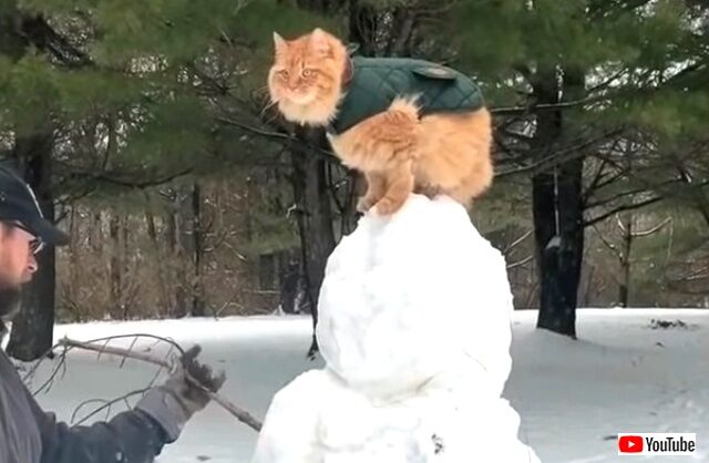 catsreactingtosnow6_640