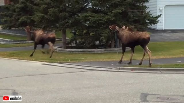 moosefight6_640