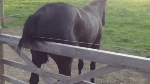 electricfencehorse