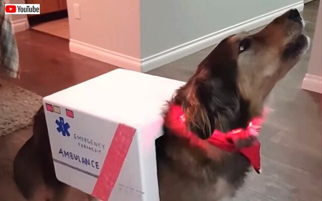 bestpets201912_4_640
