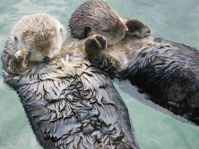 animalfacts3_e