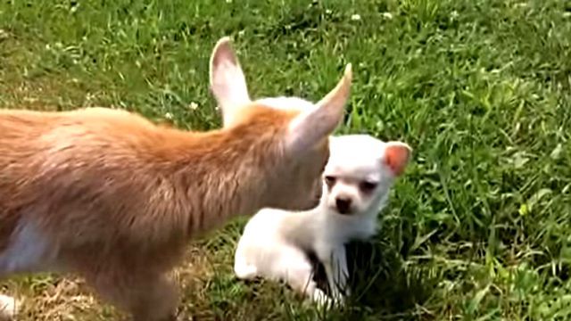 chihuahua1