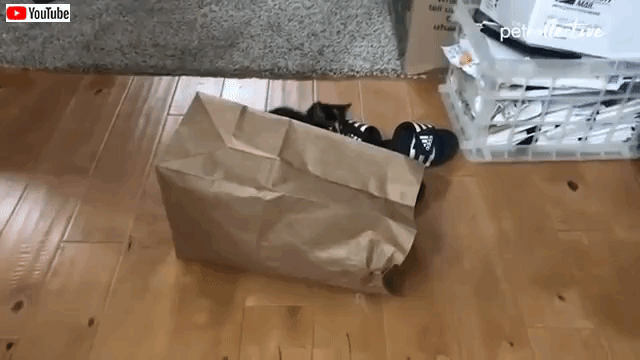 bestpets201912_2