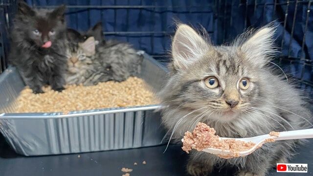 NYCの野良猫TNRミッション～ふわふわ毛玉な子猫たちに暖かいおうちを！