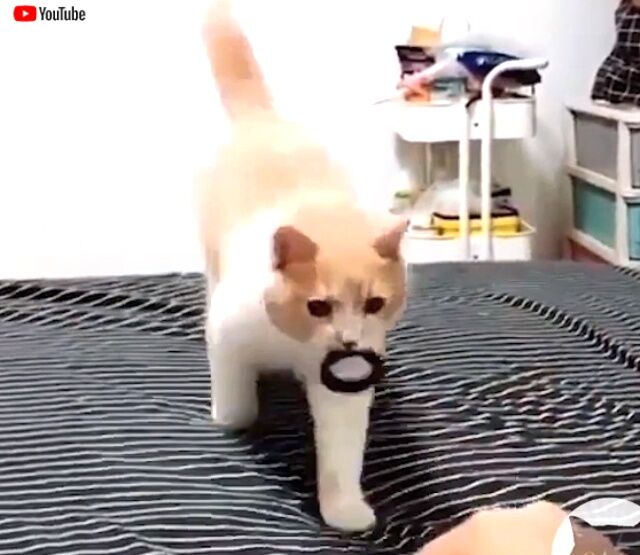 catntoys2_640