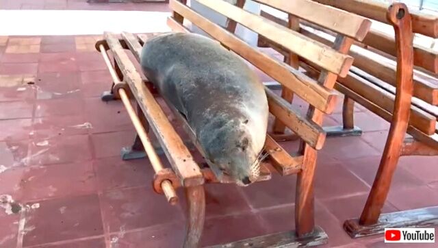 sealions1_640
