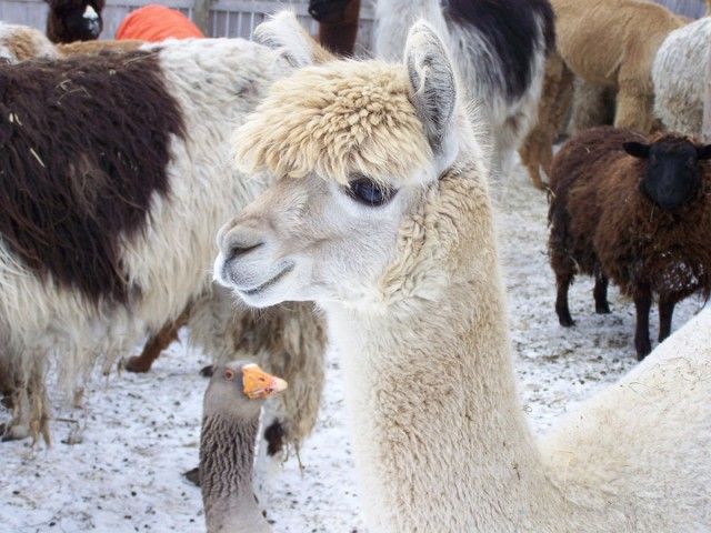 funny-animal-photobombs-26__880_e