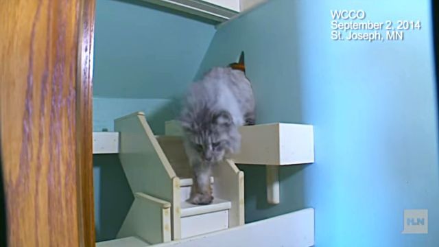 catheaven1