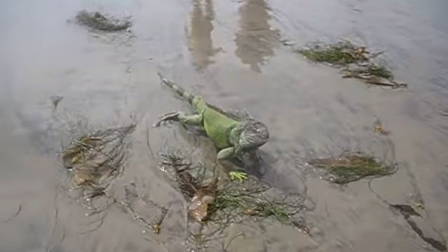 iguanabeach3
