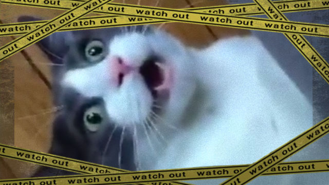 neko