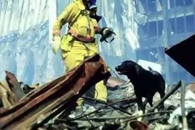 911dogs15_e