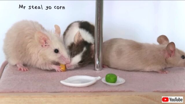 cutmicetryingfood3_640