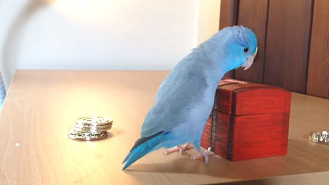 charlie6