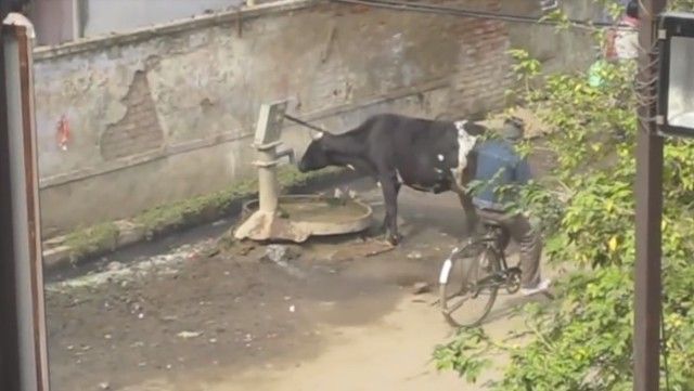 clevercow1_e
