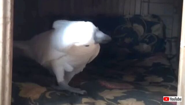 cockatoo2_640