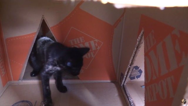 catpyramid10_e